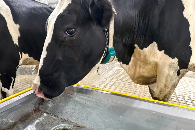 US farmers have a beef against beef import plan